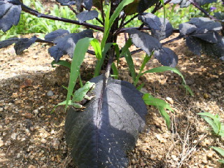201006171153001.jpg