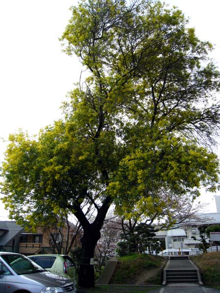 ミモザ遠景.jpg