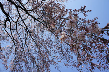 DSC06525.jpg